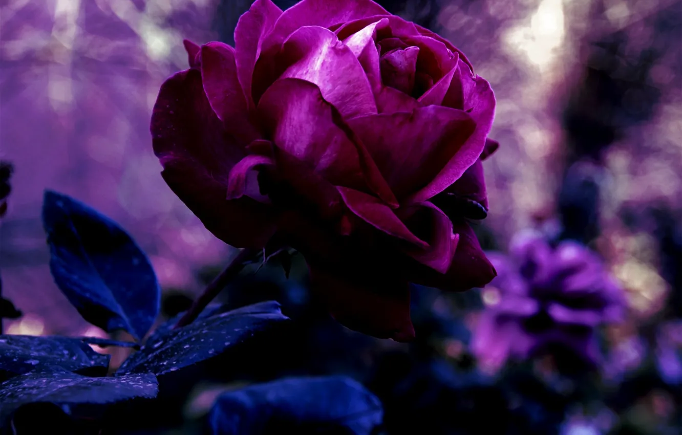 Photo wallpaper flower, purple, leaves, macro, nature, rose, color, petals