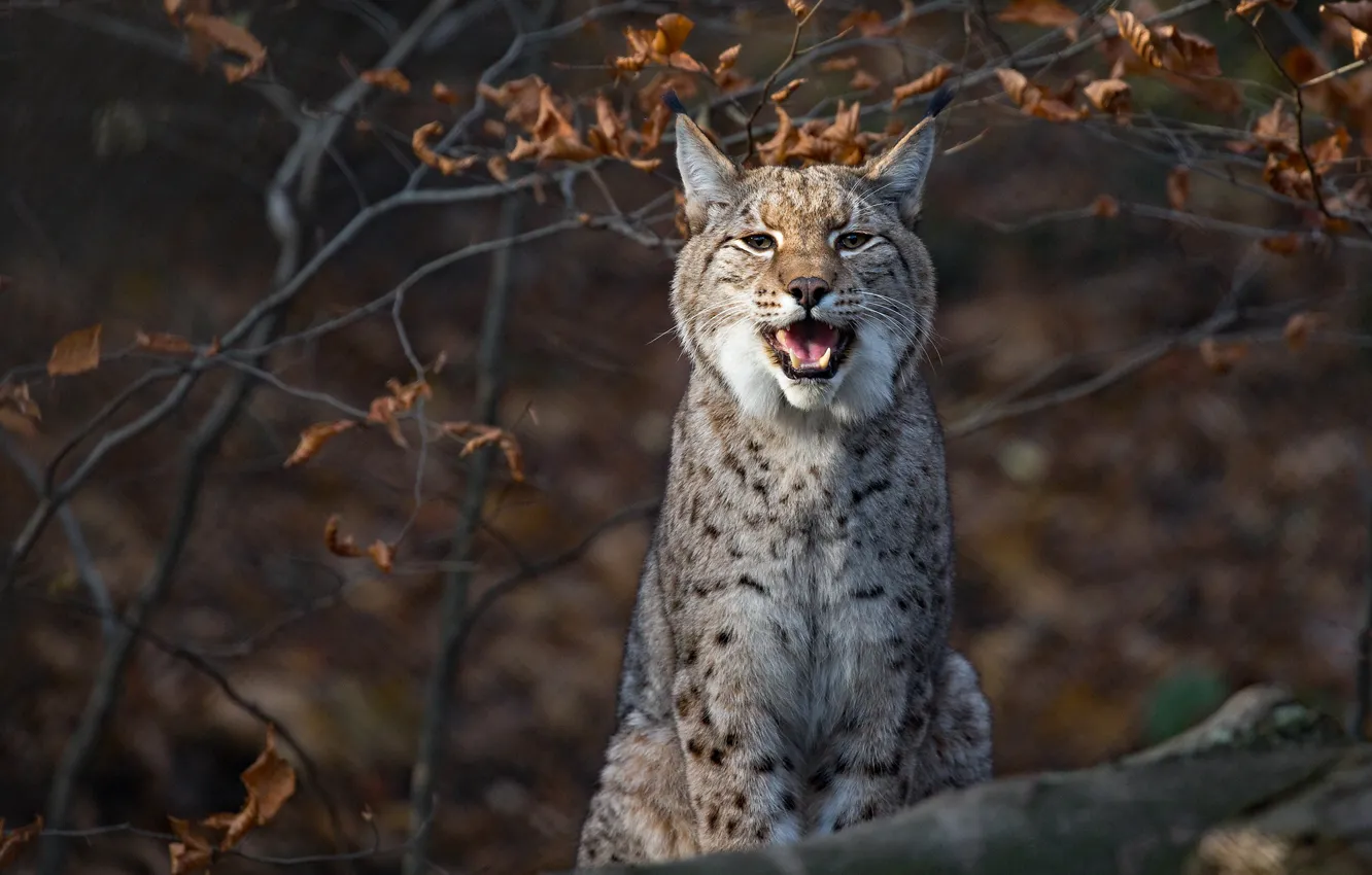 Photo wallpaper branches, lynx, wild cat