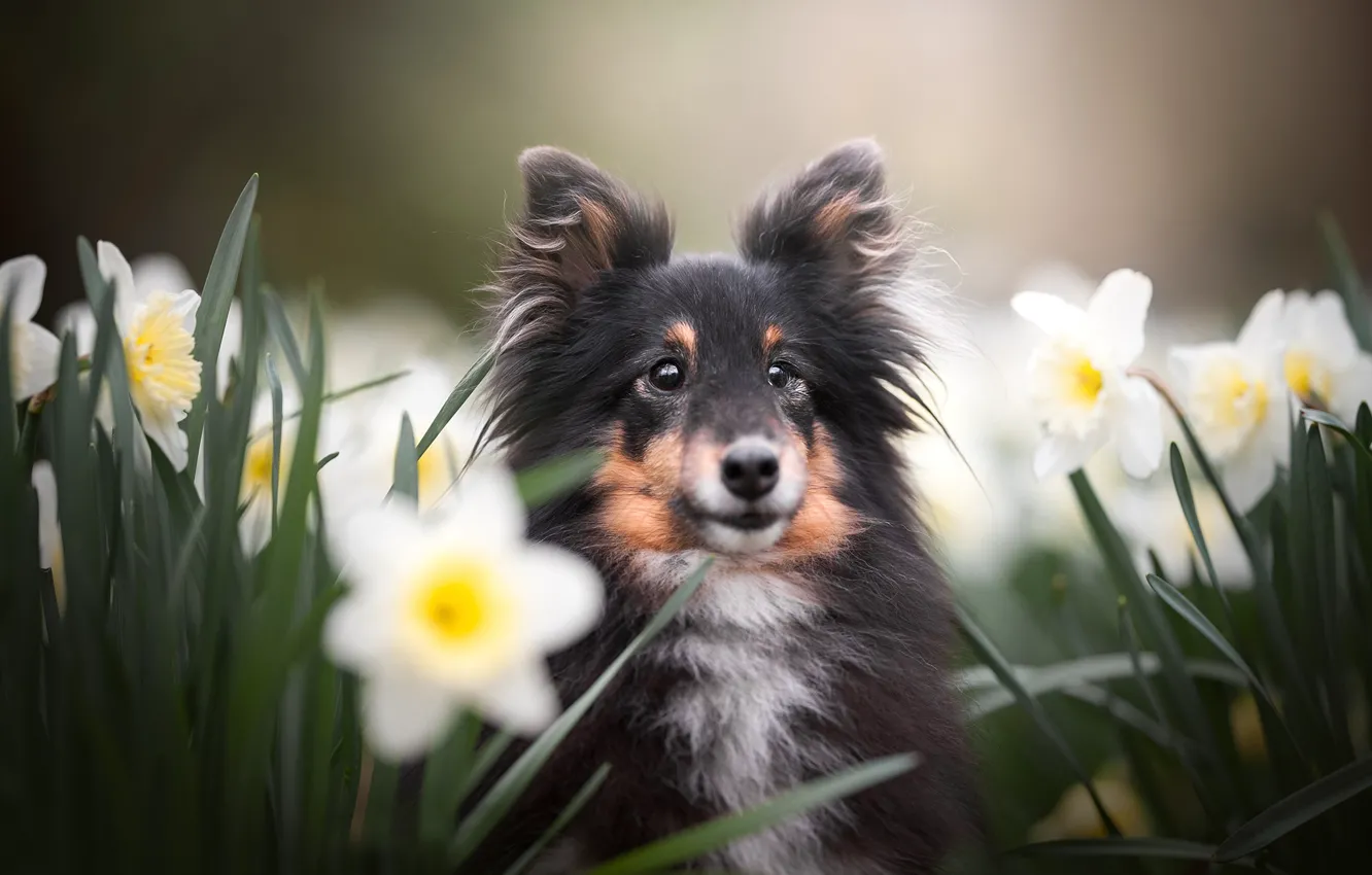Photo wallpaper look, flowers, dog, face, daffodils, Sheltie, Shetland Sheepdog