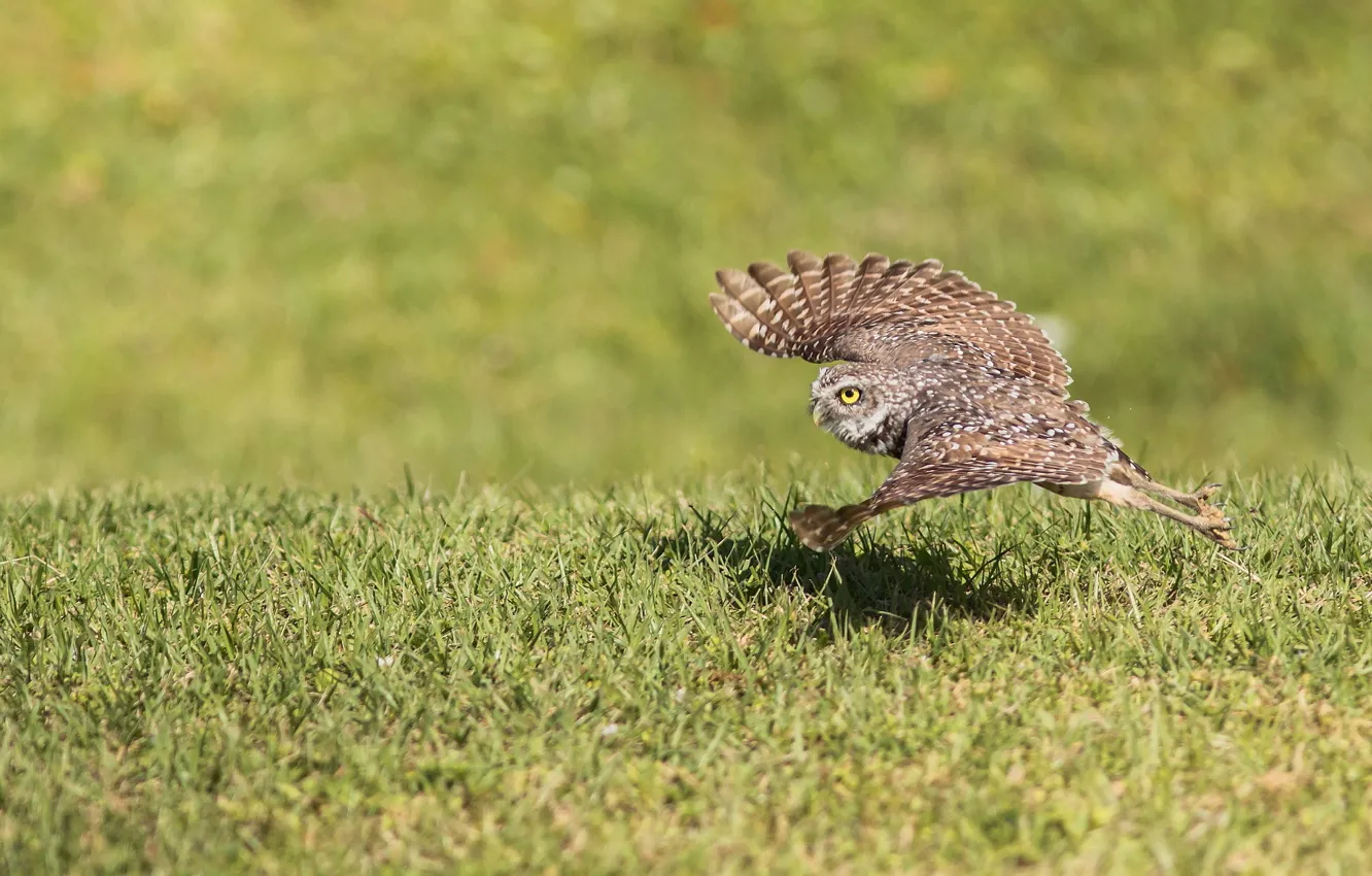 Photo wallpaper grass, flight, nature, owl, bird