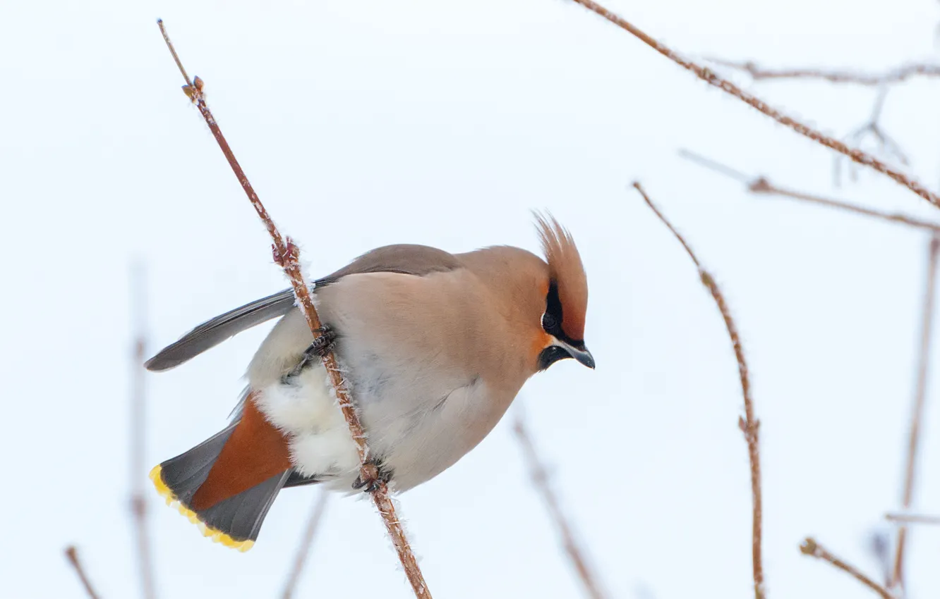 Photo wallpaper winter, birds, the Waxwing, the branches of viburnum