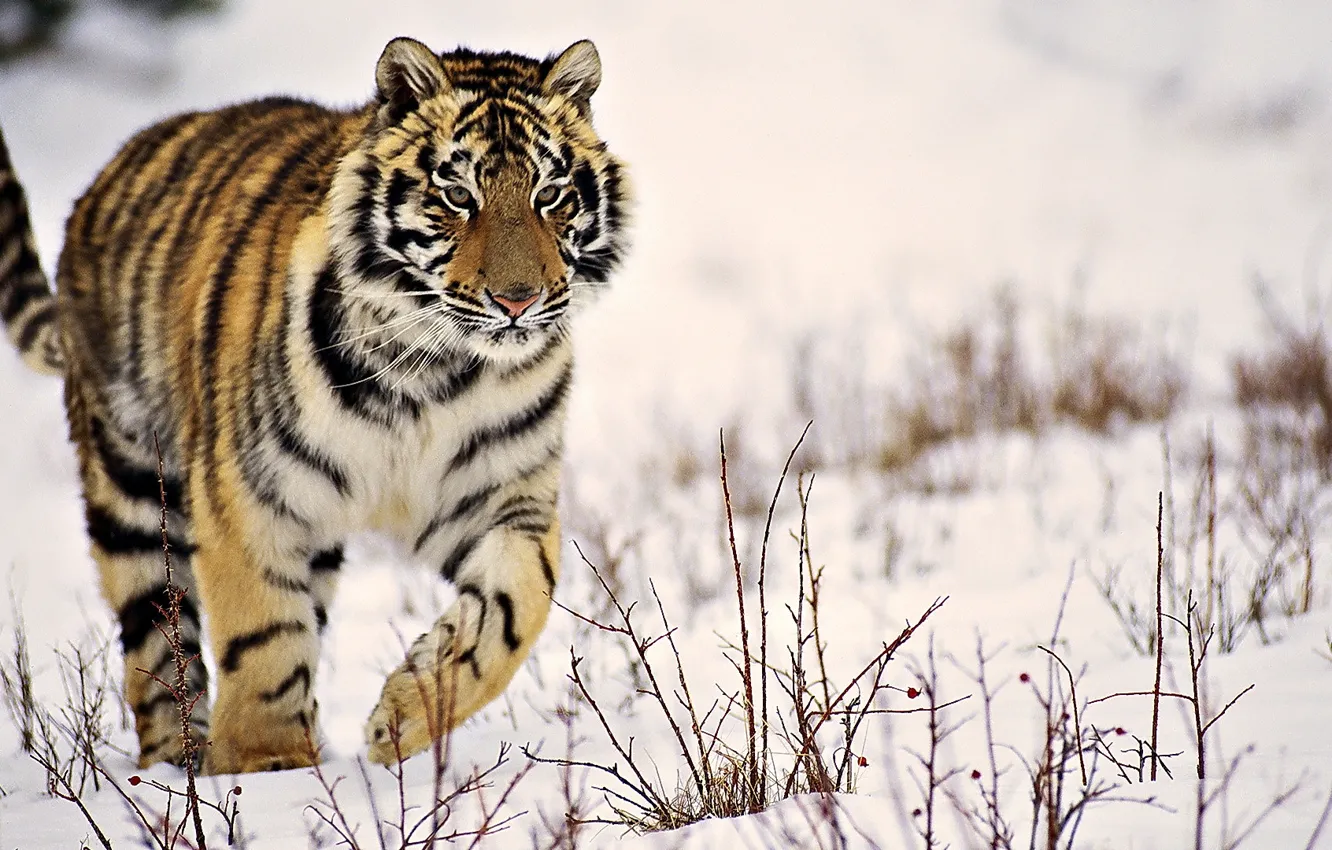 Photo wallpaper winter, snow, tiger, striped, is