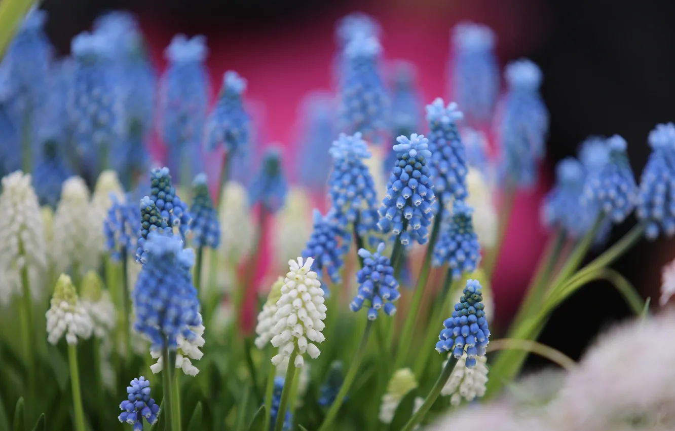 Photo wallpaper blue, flowers, white, bokeh, Muscari, flowerbed, spring