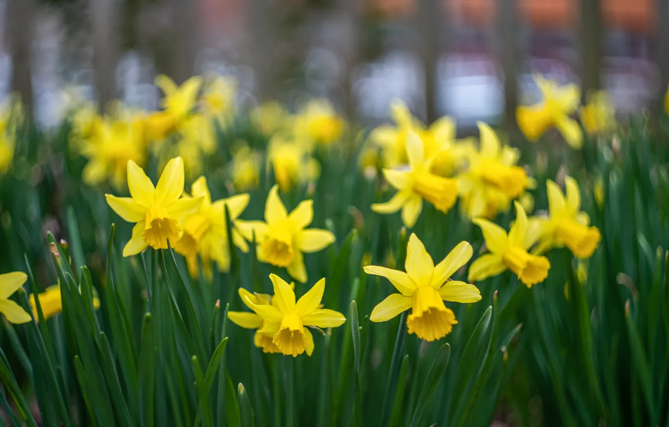 Photo wallpaper greens, leaves, flowers, yellow, blur, spring, daffodils, bokeh
