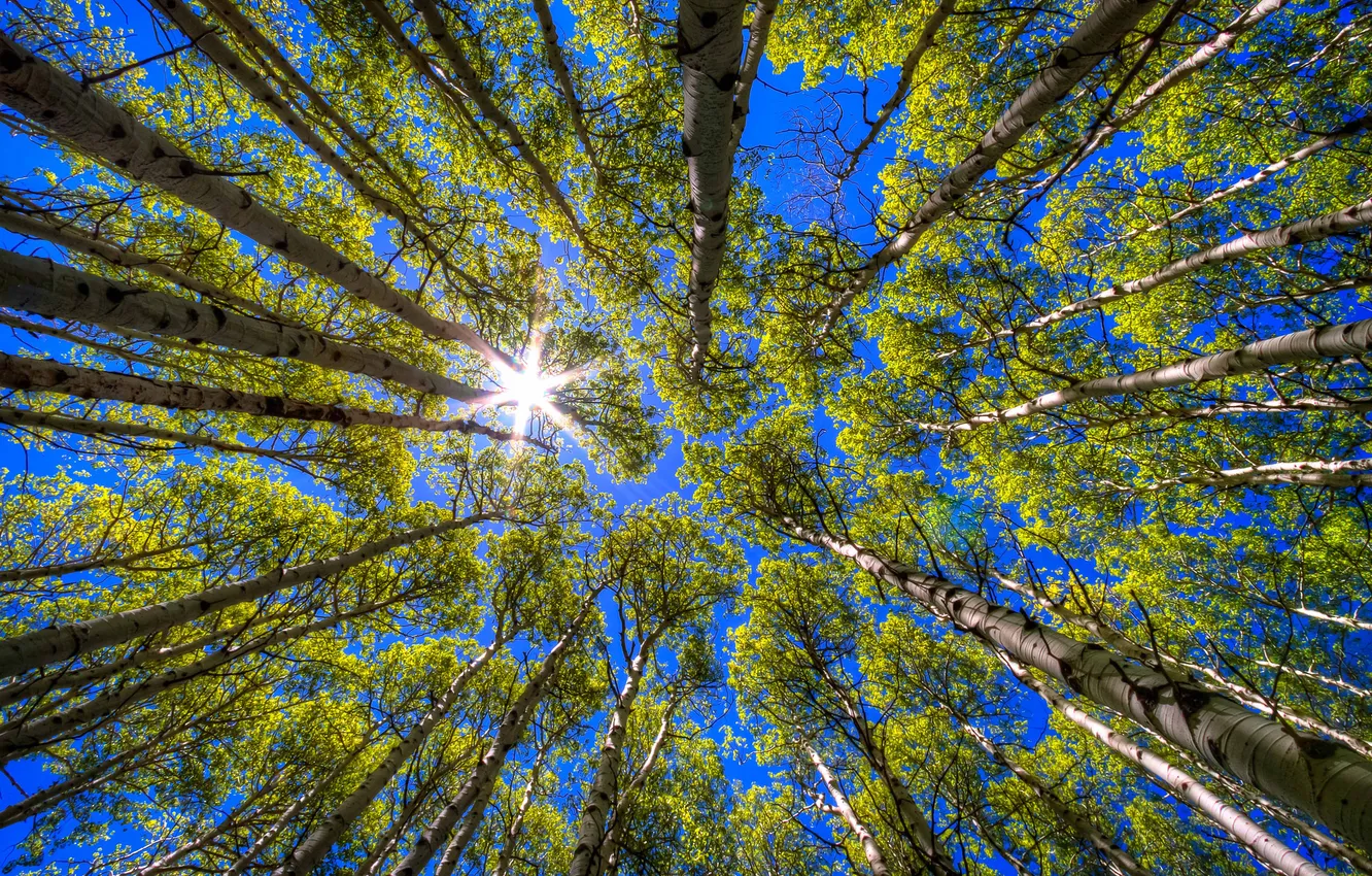 Photo wallpaper the sky, the sun, trees, birch