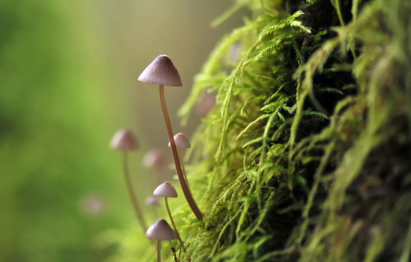 Photo wallpaper macro, nature, mushrooms, moss