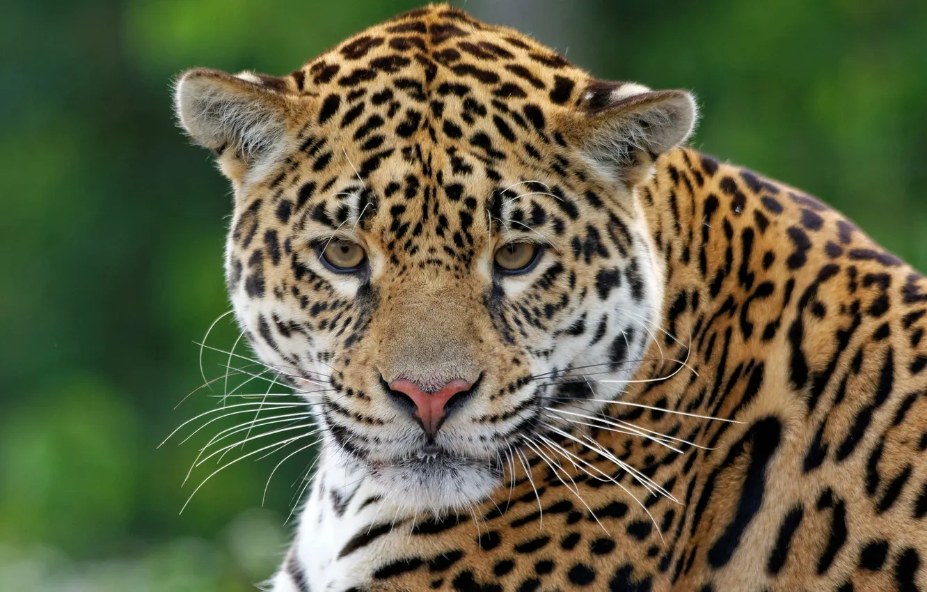 Photo wallpaper look, face, leopard