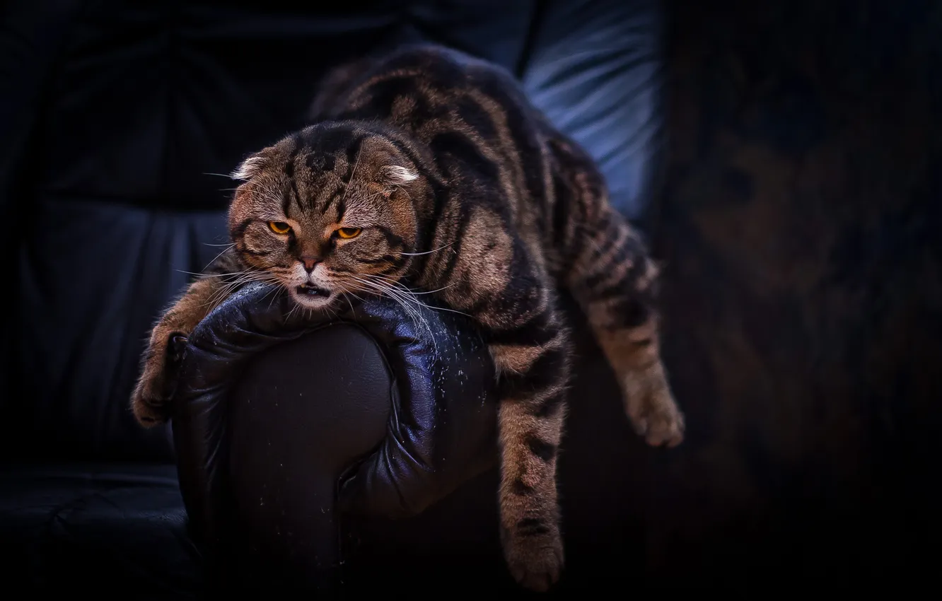 Photo wallpaper cat, pose, stay, chair, striped