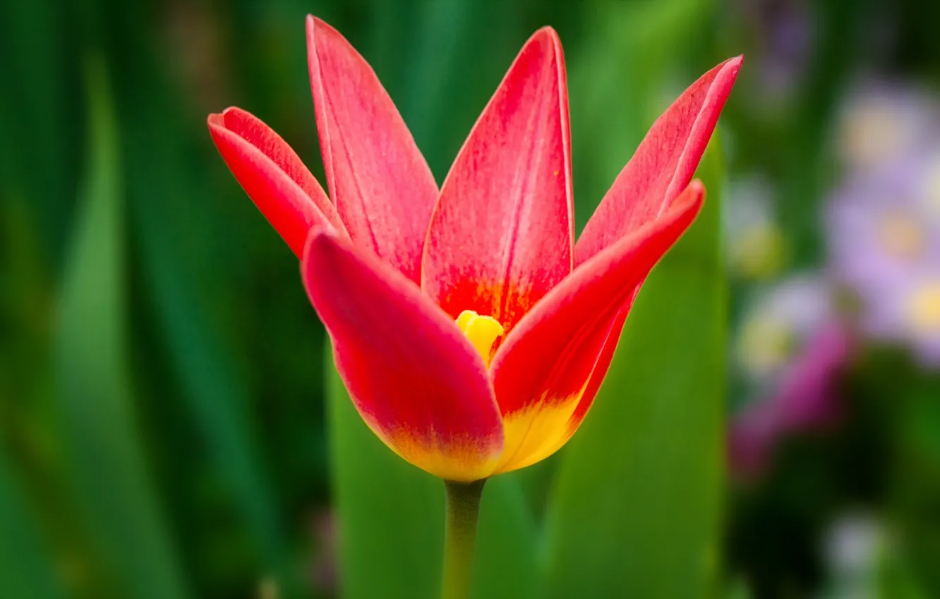 Photo wallpaper flowers, nature, tulips