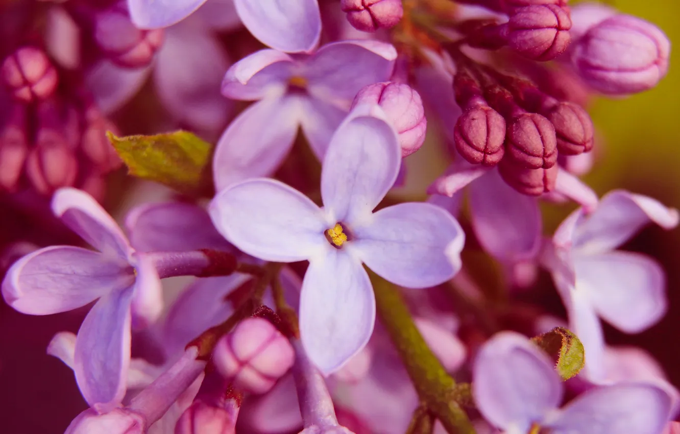 Photo wallpaper flower, spring, lilac