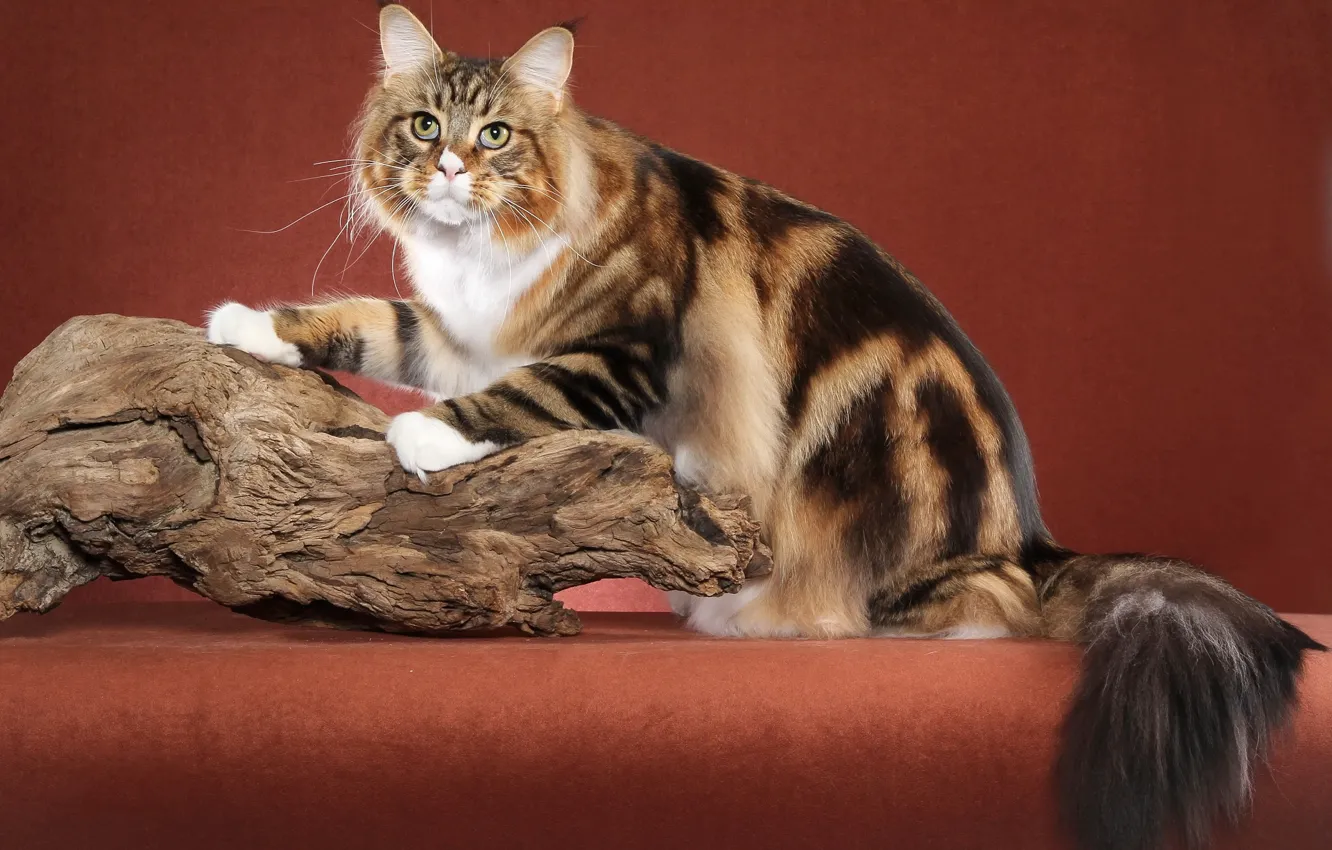 Photo wallpaper cat, red, background