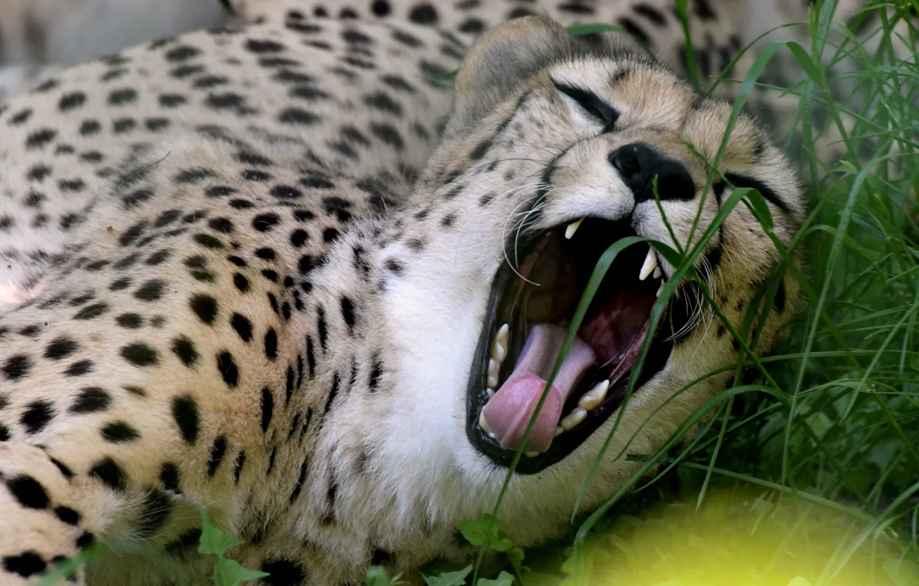 Photo wallpaper face, mouth, Cheetah, yawns