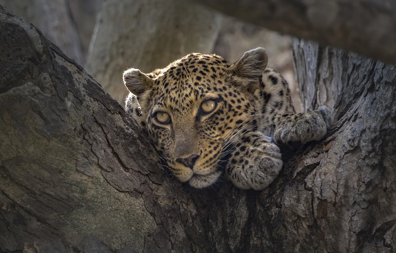 Photo wallpaper look, face, portrait, leopard