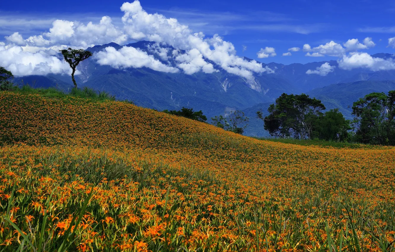 Wallpaper clouds, trees, flowers, mountains, blue, Lily, slope, hill for mobile and desktop