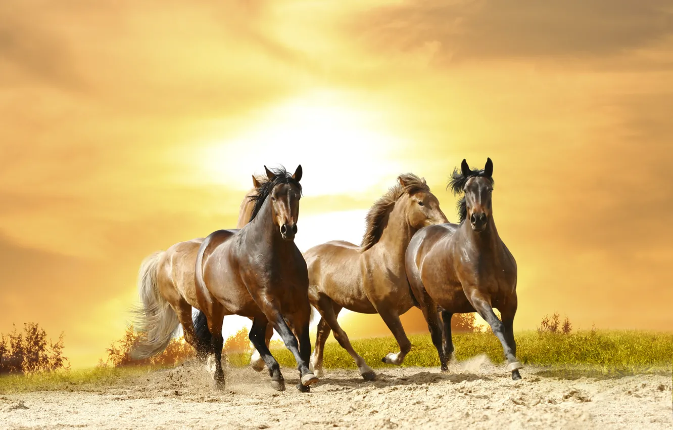 Photo wallpaper sunset, horse, gallop