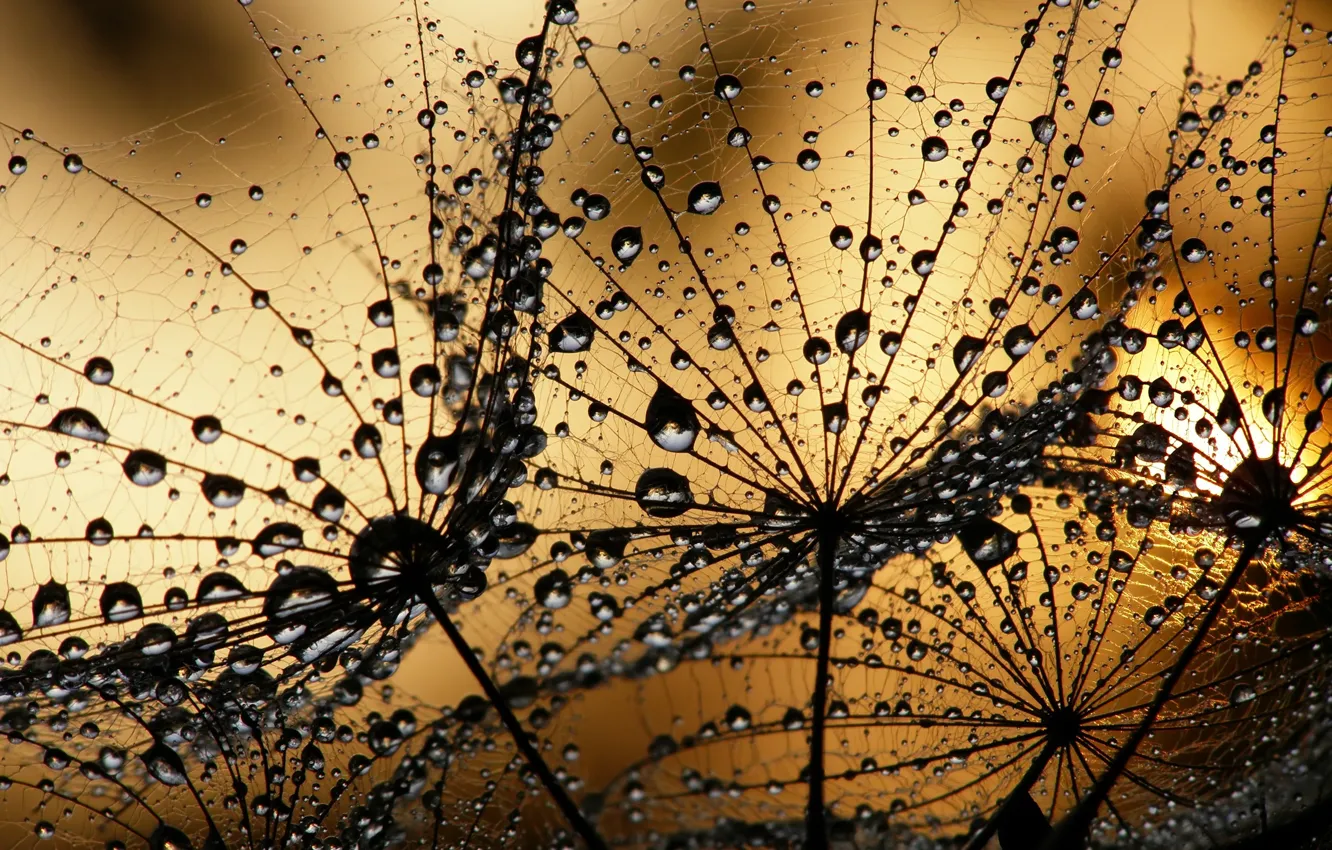 Photo wallpaper macro, sunset, Rosa, dandelion, water drops