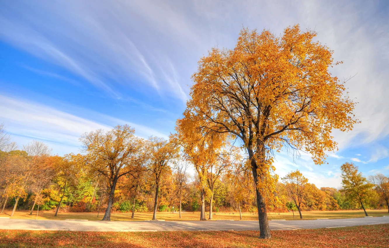 Photo wallpaper autumn, the sky, grass, trees, Park, track