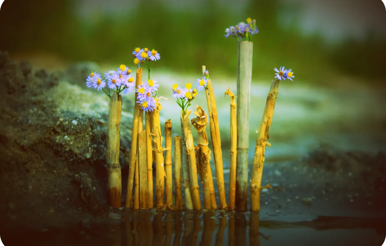 Photo wallpaper sand, flowers, nature, lake, shore, flowers, the fence, Shumovo