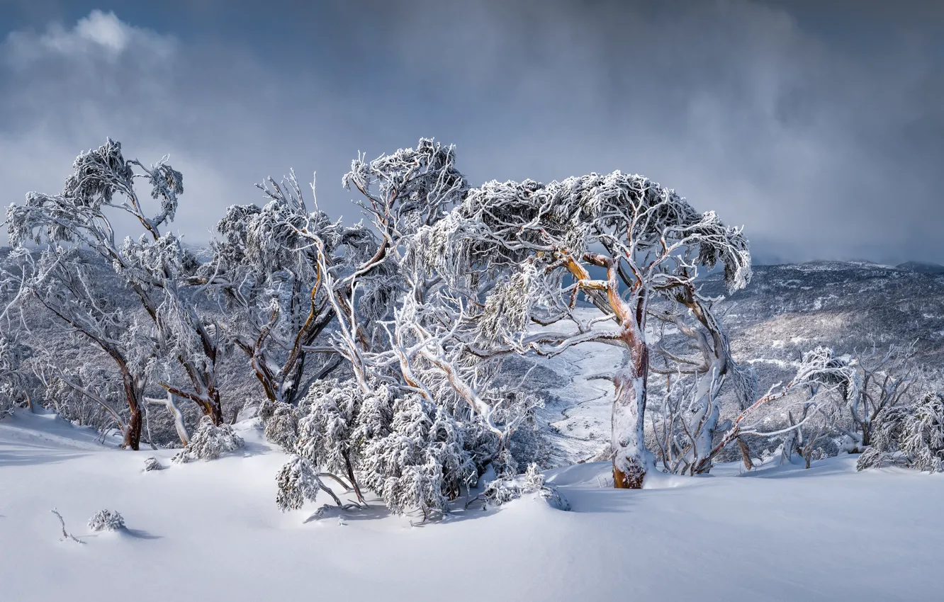 Photo wallpaper winter, frost, forest, clouds, snow, trees, mountains, branch