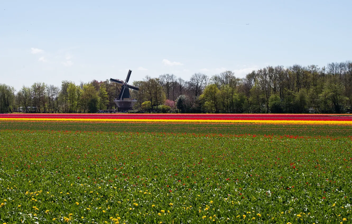 Photo wallpaper field, flowers, nature, mill, Landscape