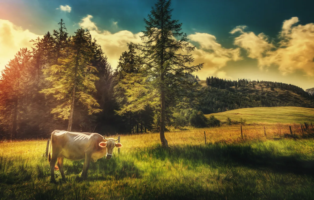 Photo wallpaper field, the sky, clouds, trees, cow, treatment