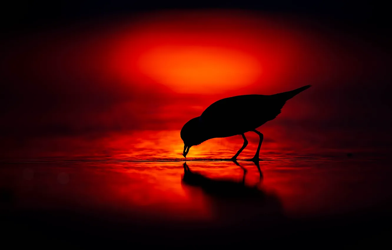 Photo wallpaper background, bird, silhouette