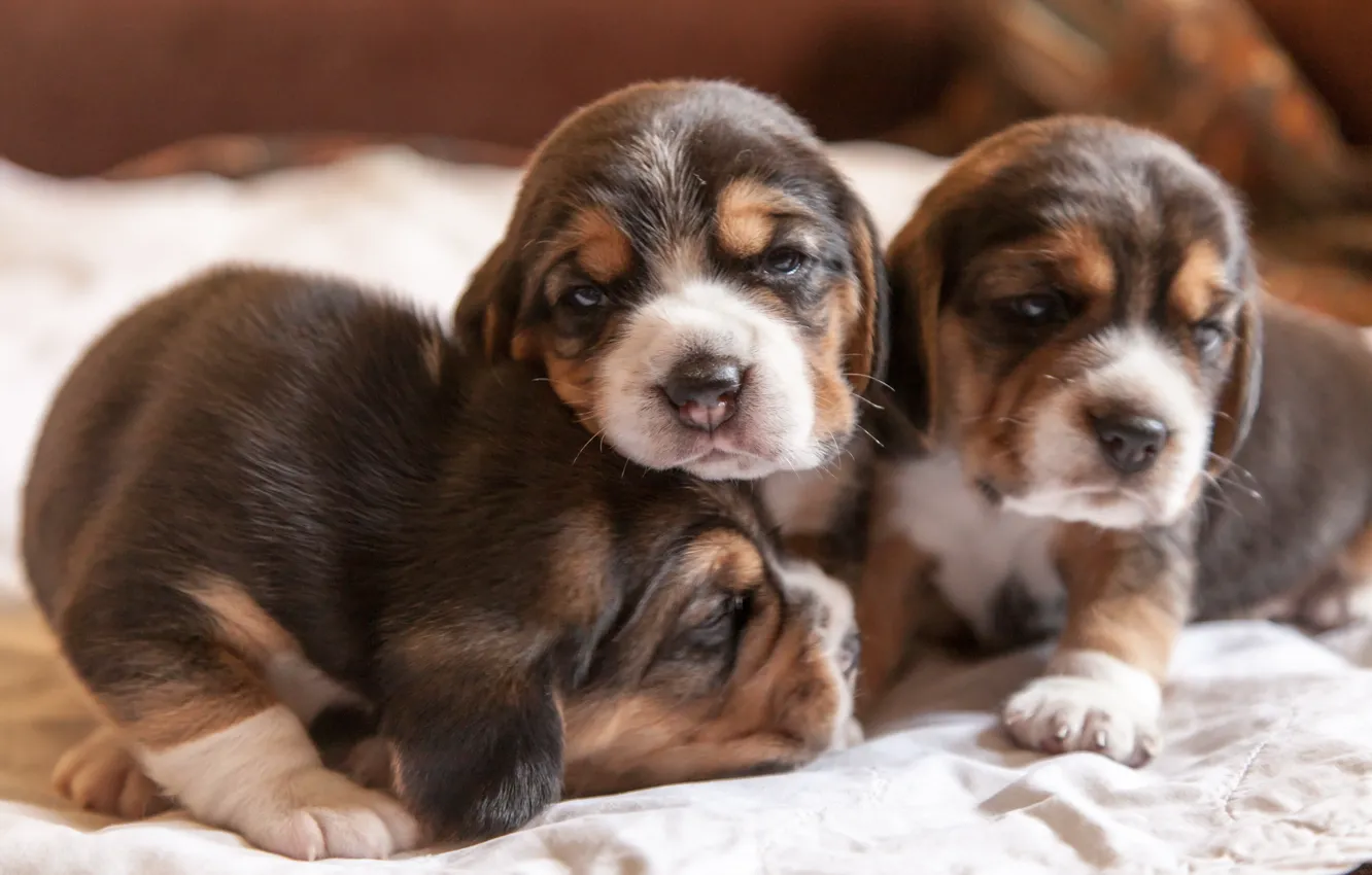 Photo wallpaper dogs, comfort, house, puppies, beagles