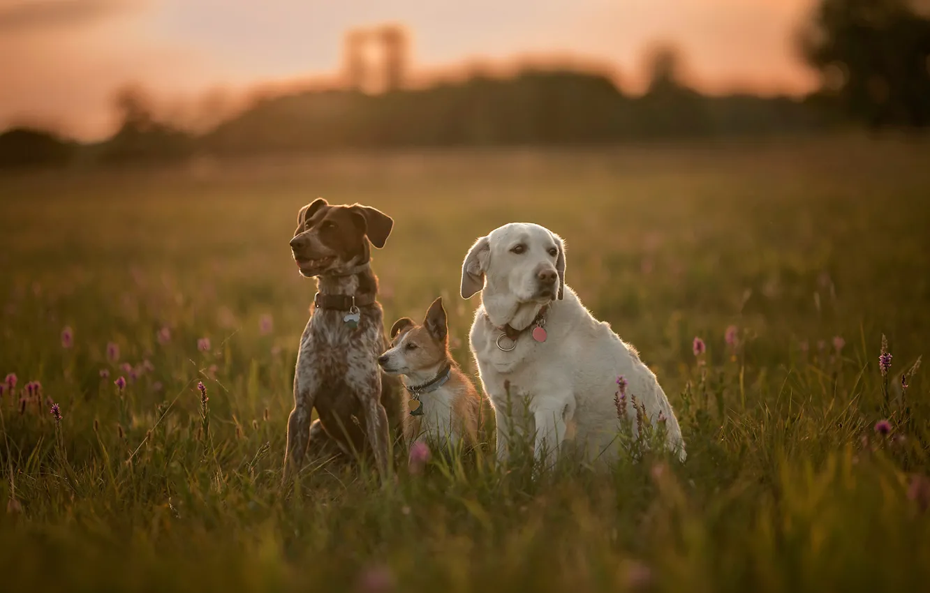 Photo wallpaper dogs, grass, meadow, trio, friends, Trinity