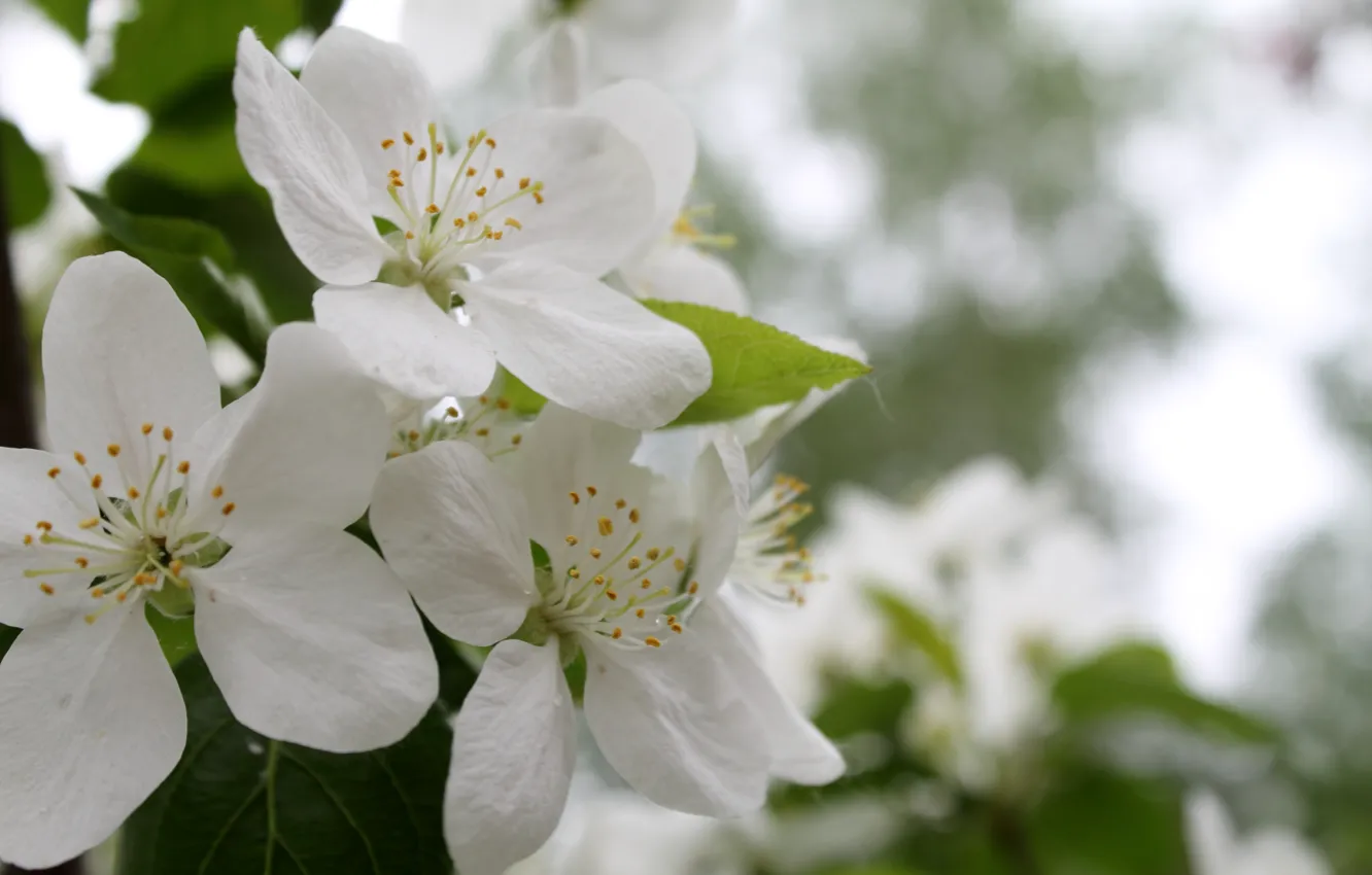Photo wallpaper white, flowers, spring, may, Apple