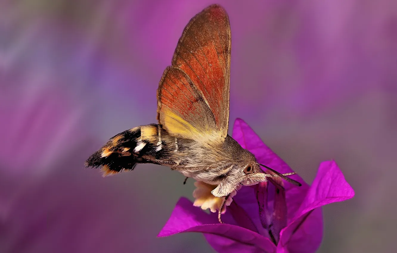 Photo wallpaper flowers, butterfly, Macroglossum stellatarum, azcan common