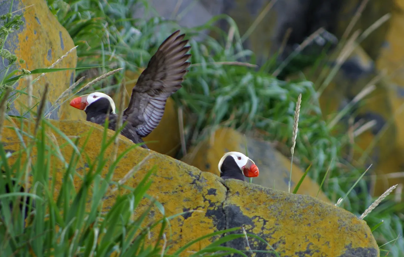 Photo wallpaper summer, grass, stones, photo, bird, stalled
