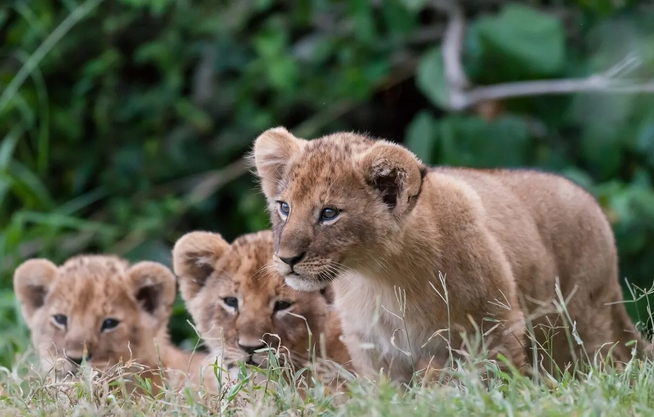 Photo wallpaper grass, lions, the cubs