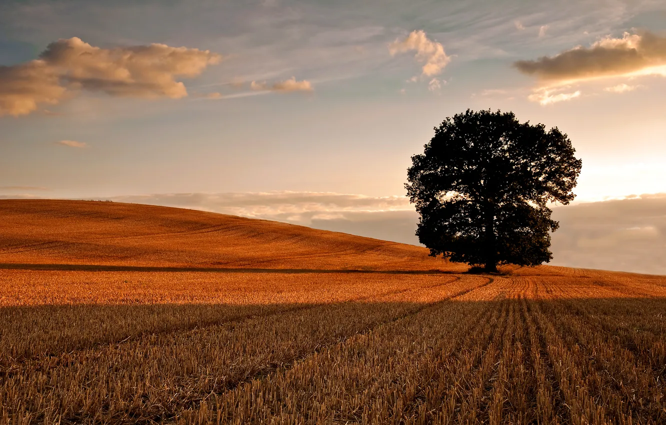 Photo wallpaper field, the sky, clouds, trees, removed