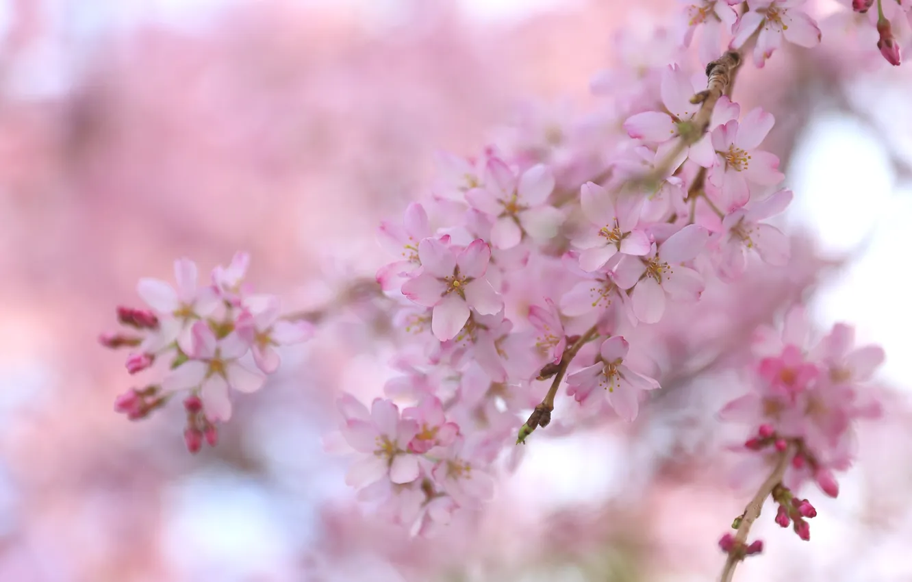 Photo wallpaper branches, cherry, spring, Sakura