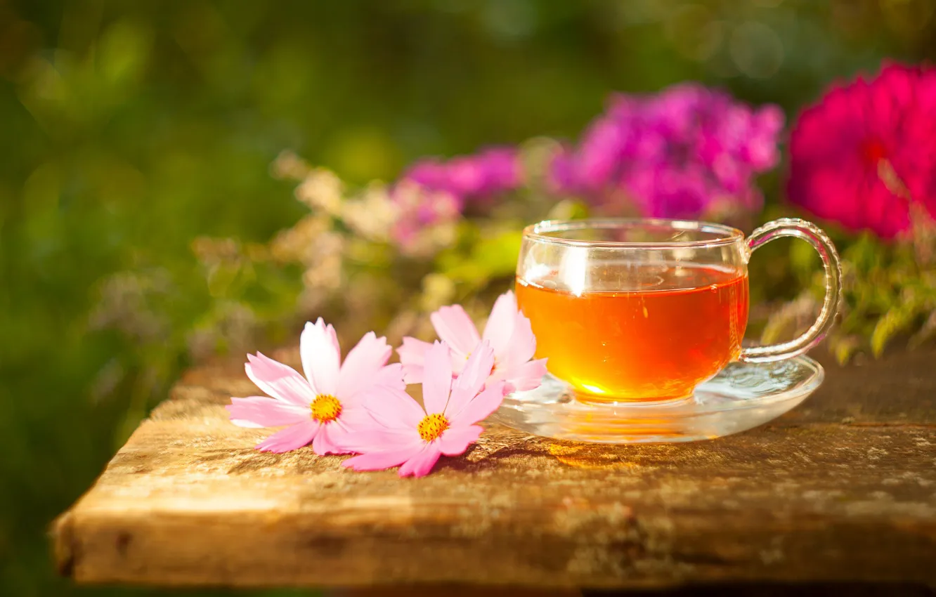Photo wallpaper flowers, tea, drink, kosmeya