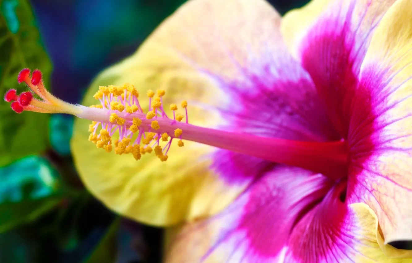 Photo wallpaper flowers, nature, petals, stamens