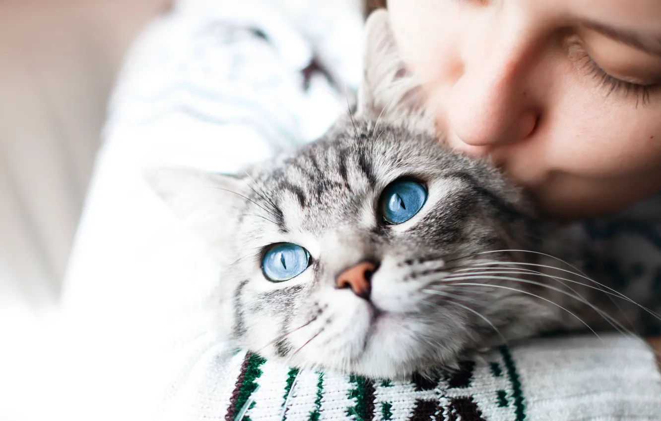 Photo wallpaper cat, cat, look, girl, love, portrait, kiss, blue eyes