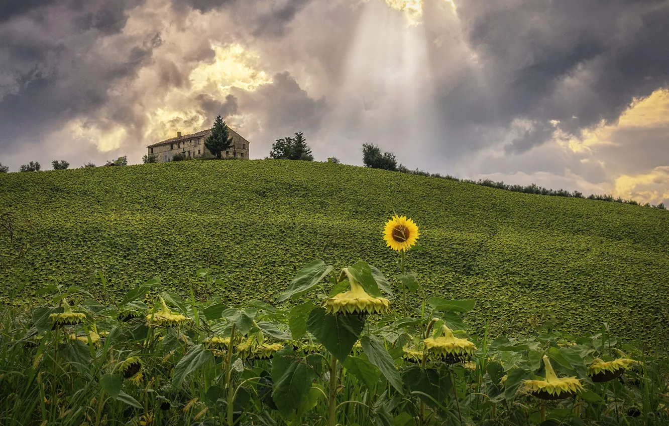 Photo wallpaper field, the sky, sunflowers, clouds, Italy