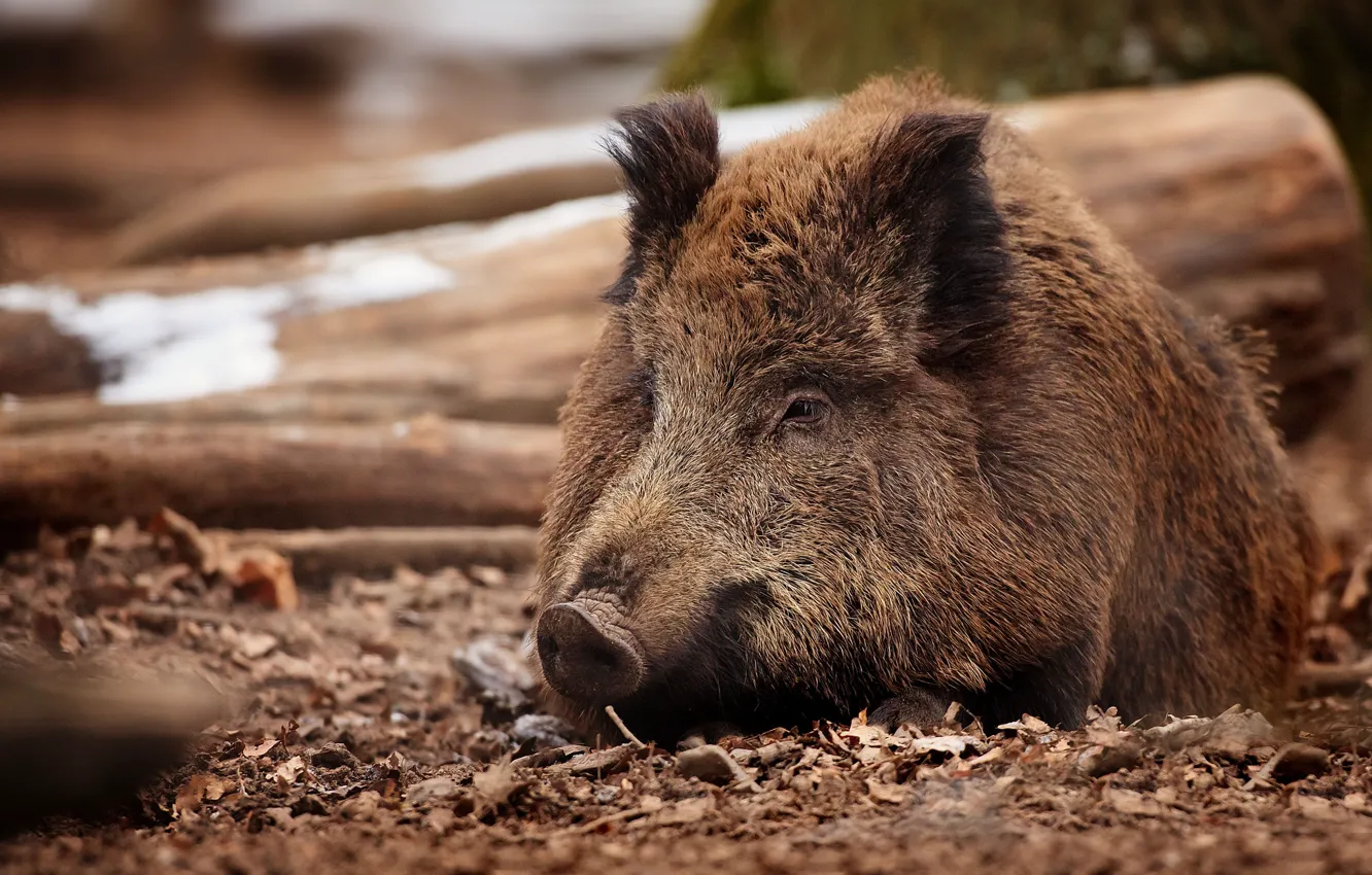 Photo wallpaper boar, wild pig, boar