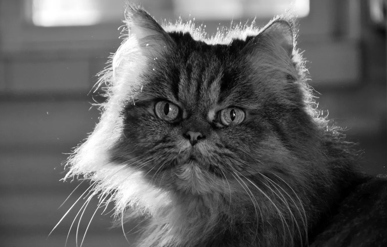 Photo wallpaper cat, mustache, look, light, wool, Marquis