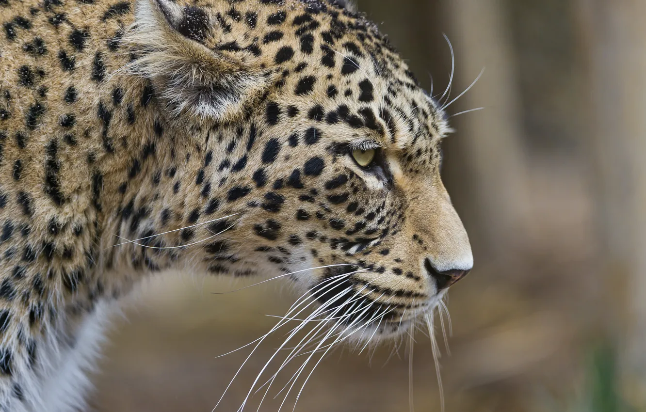 Photo wallpaper cat, leopard, profile, Persian, ©Tambako The Jaguar