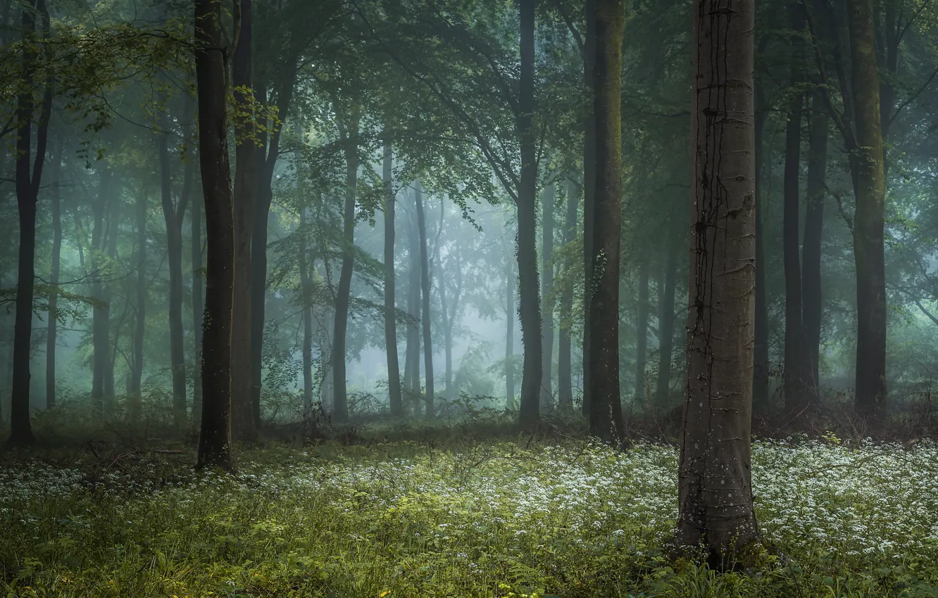 Photo wallpaper forest, grass, fog, photo, tree