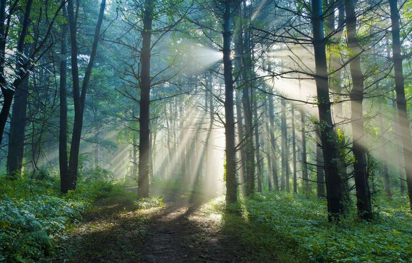 Photo wallpaper forest, summer, the sun, rays, light, nature, trail, morning