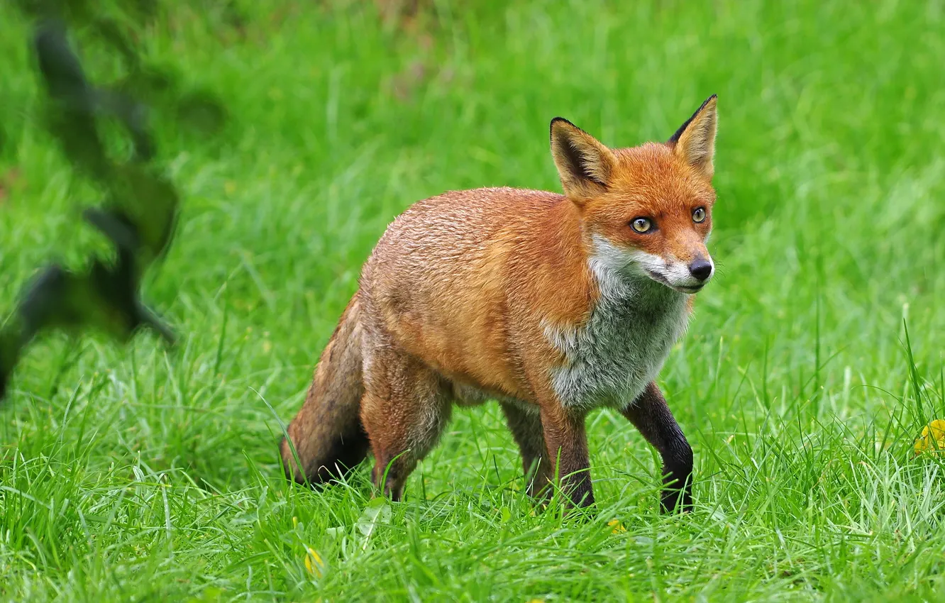 Photo wallpaper grass, glade, Fox, red, walk