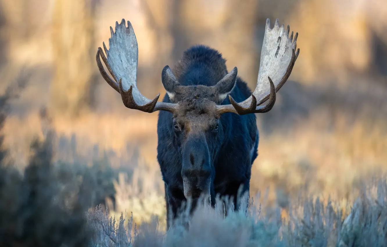 Photo wallpaper autumn, nature, moose