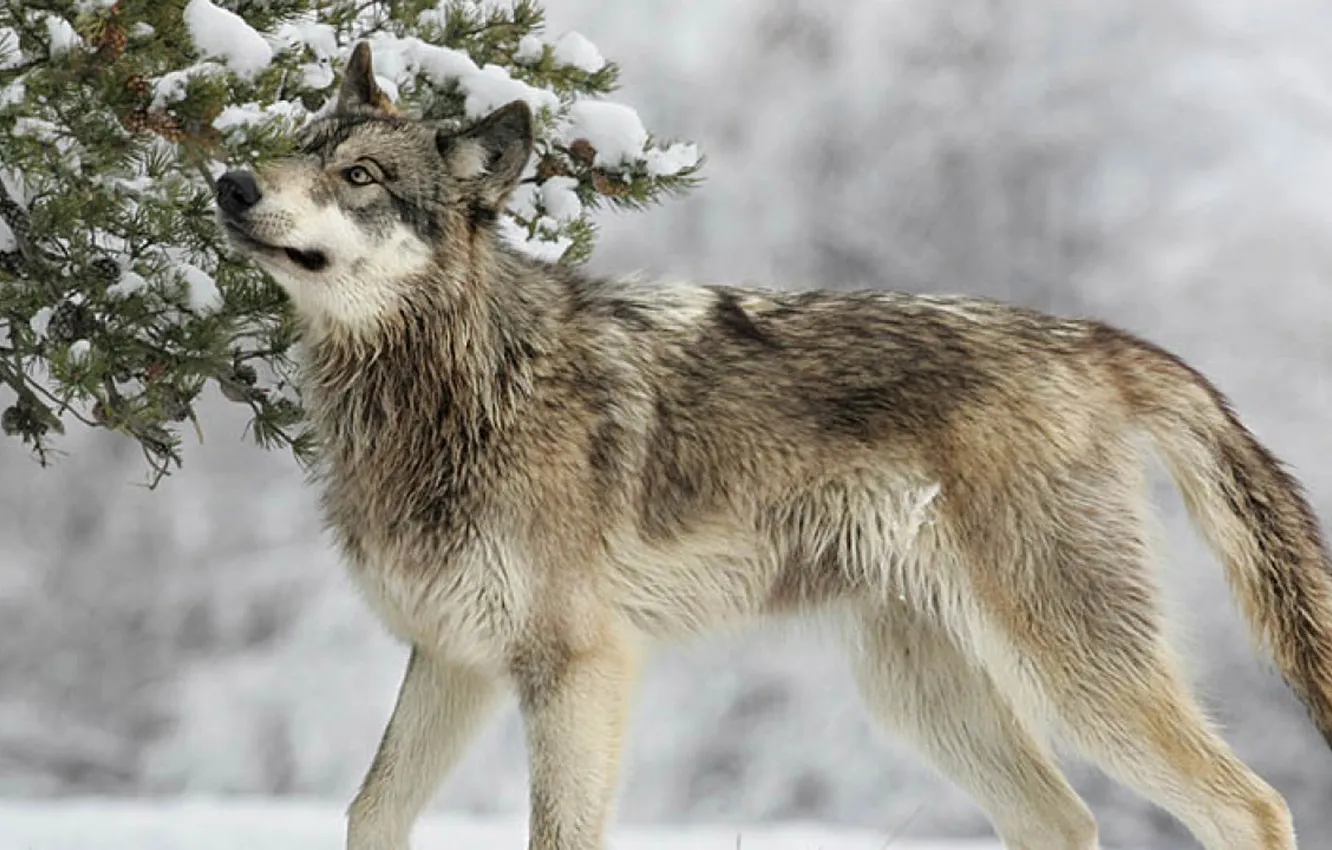 Photo wallpaper nature, Gray Wolf, face, animal, wolf, canis lupus, wildlife, head