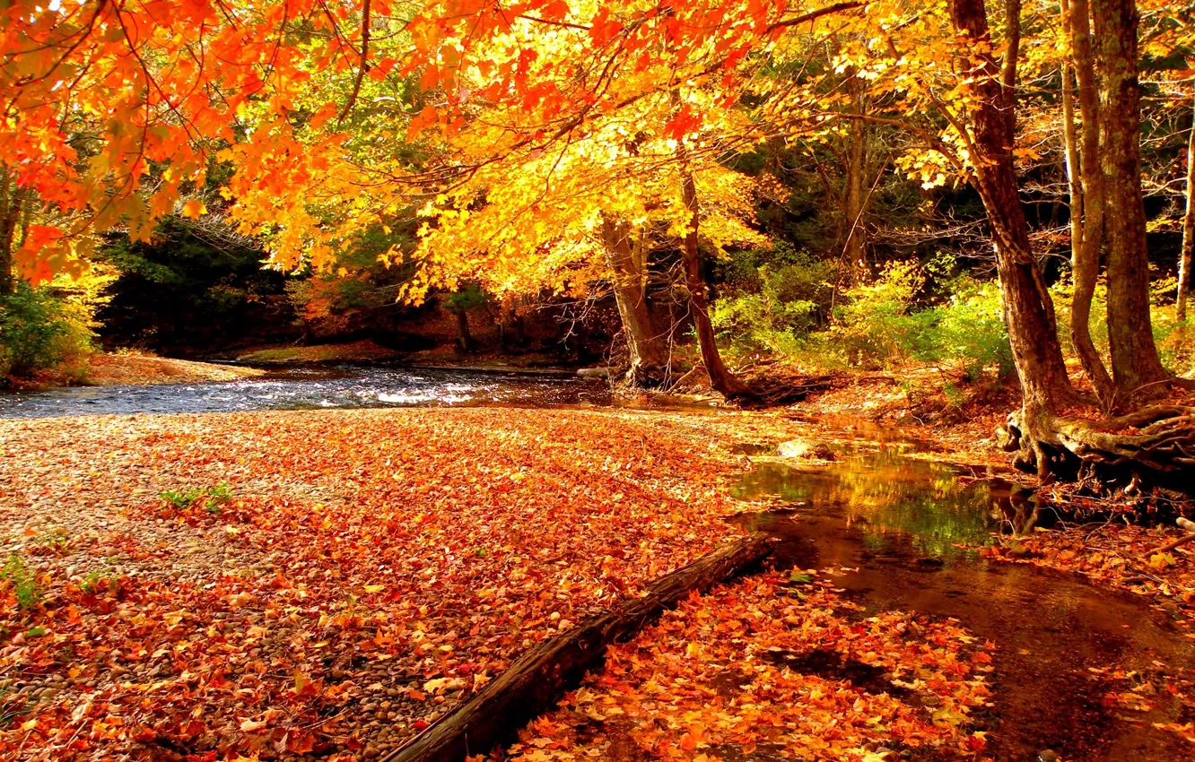 Photo wallpaper autumn, nature, river