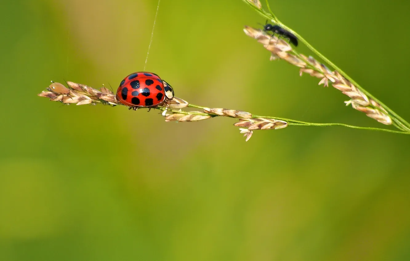 Photo wallpaper plant, ladybug, web, insect