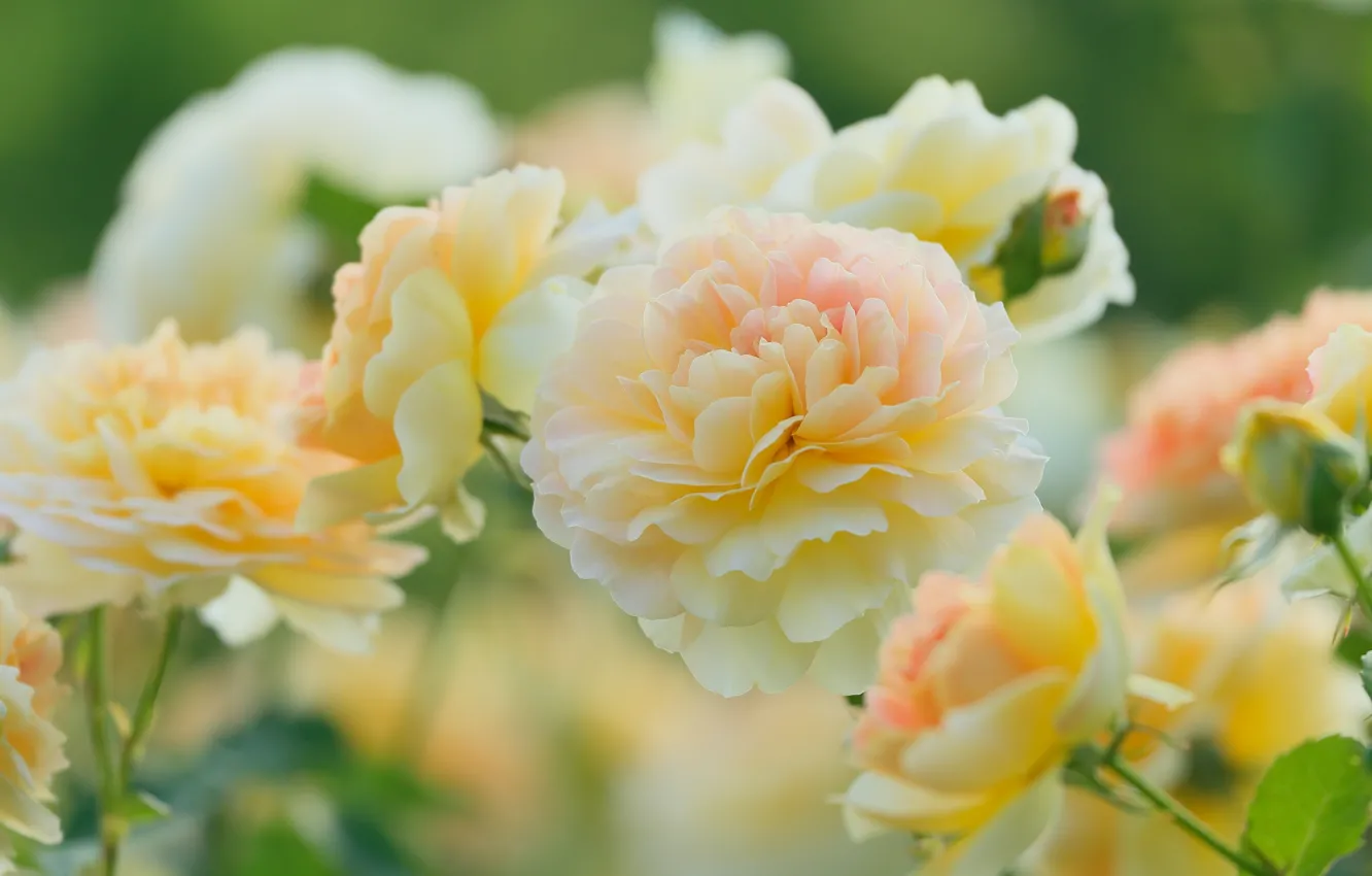 Photo wallpaper roses, petals, yellow