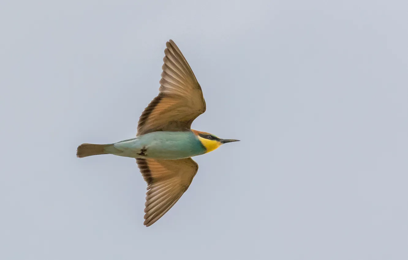 Photo wallpaper the sky, flight, wings, Golden bee-eater